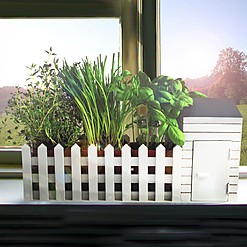 Mini horta de interior para o cultivo de plantas aromáticas