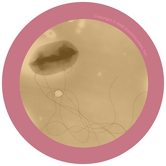 Grande plano microscópico da bactéria E. coli