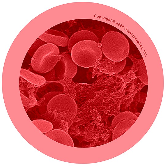 Pormenor microscópico de um glóbulo vermelho