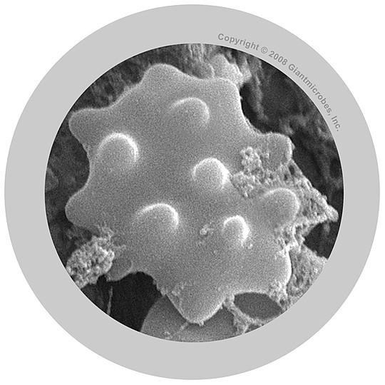 Pormenor microscópico de um glóbulo branco