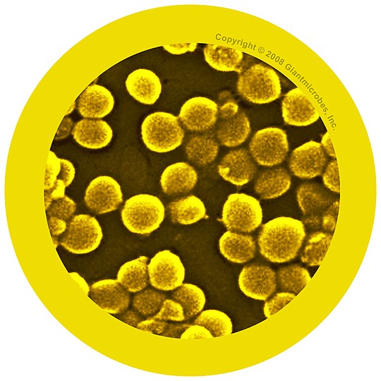 Imagem de um staphylacococcus aureus