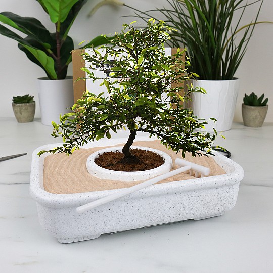 Kit de cultivo de bonsai