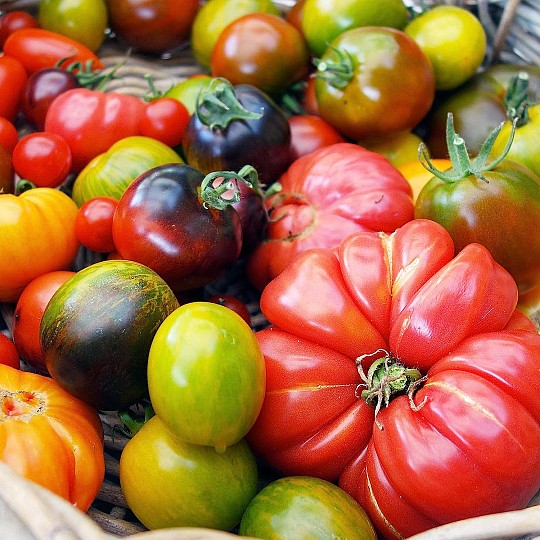 Inclui sementes de 5 variedades de tomates