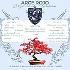 Ácer japonês