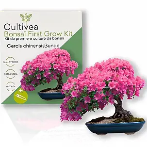 Kit de cultivo de bonsai para principiantes