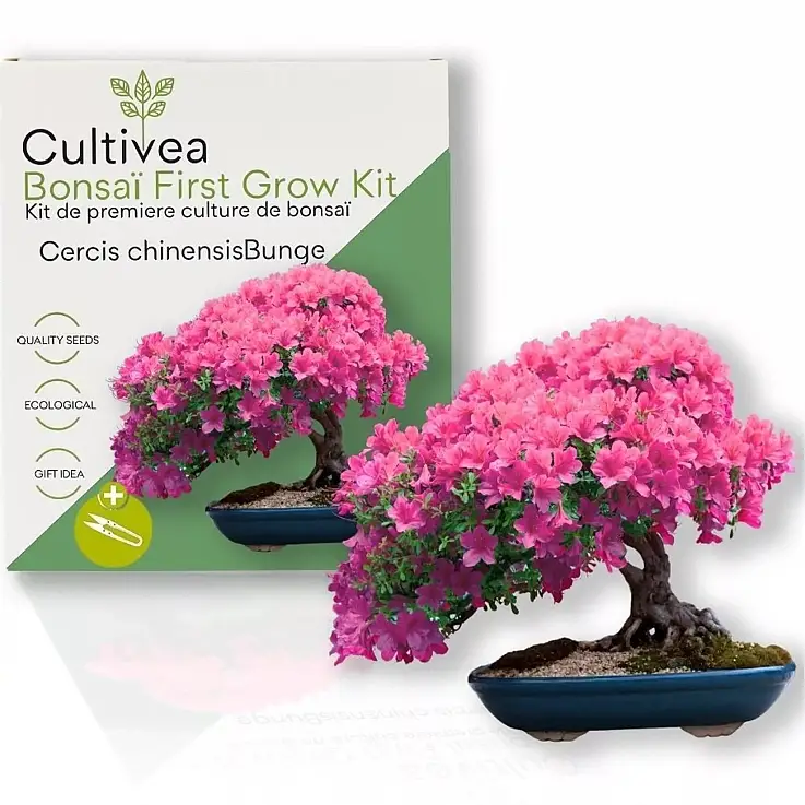 Kit de cultivo de bonsai