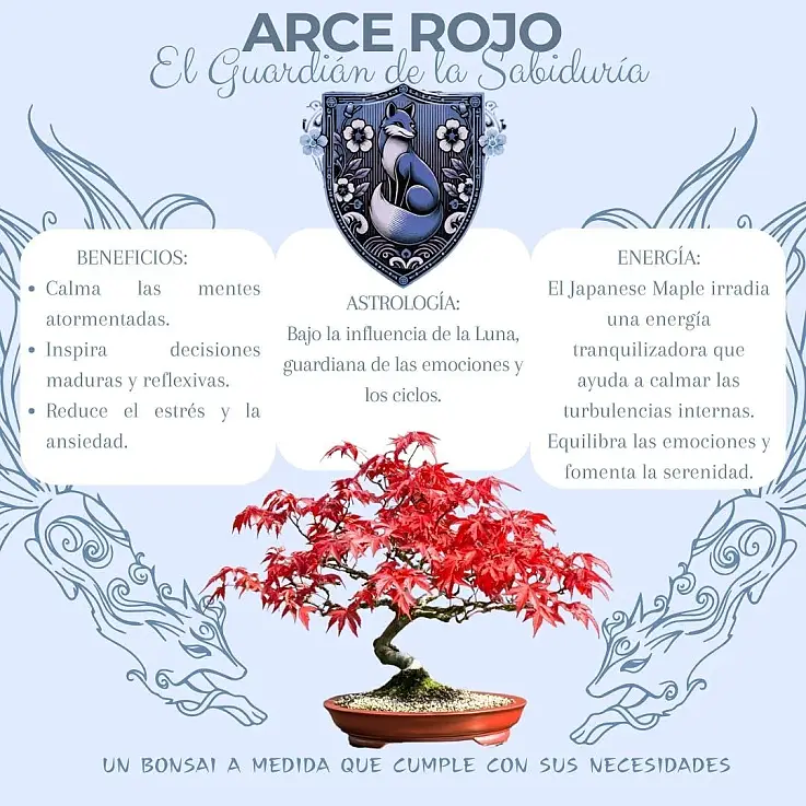 Ácer japonês
